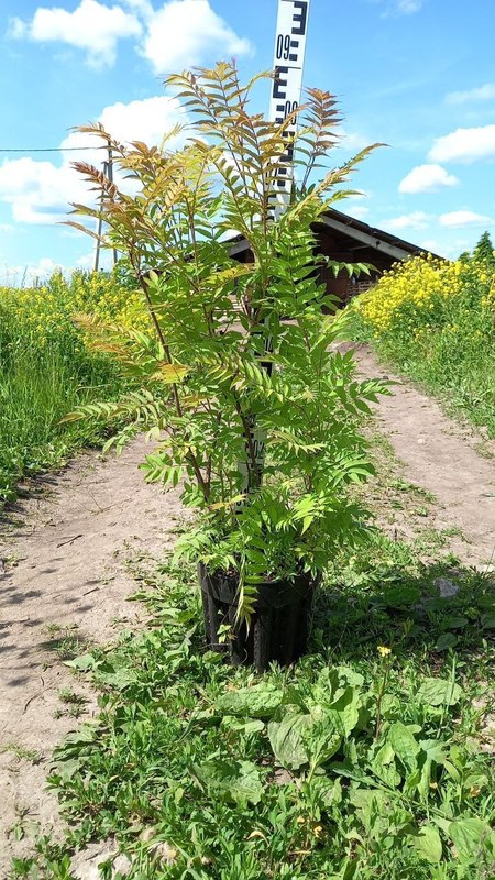Рябинник рябинолистный Сорбария сорбифолия (Sorbaria sorbifolia)