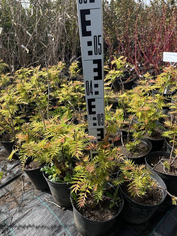 Рябинник рябинолистный Сорбария сорбифолия (Sorbaria sorbifolia)