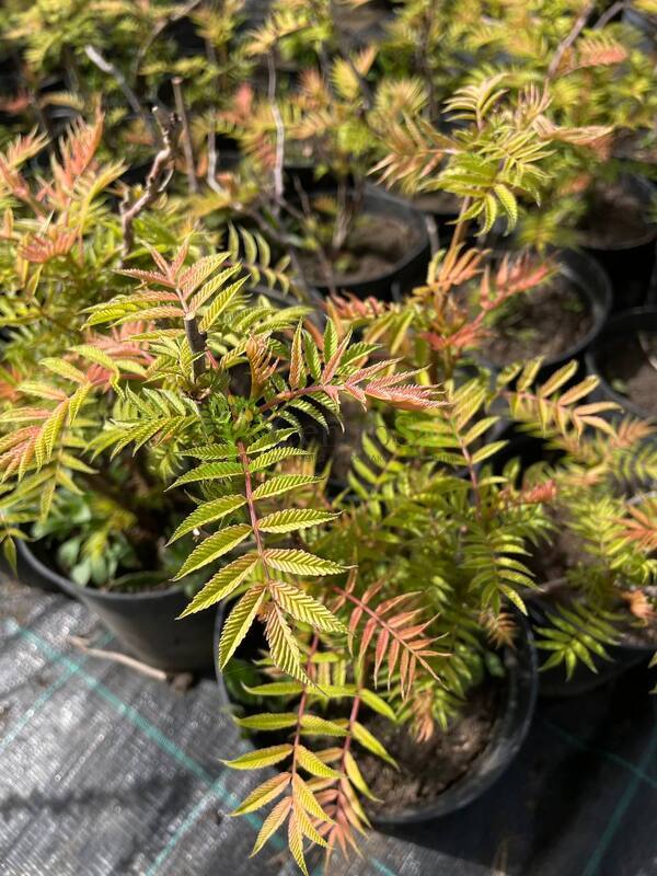 Рябинник рябинолистный Сорбария сорбифолия (Sorbaria sorbifolia)