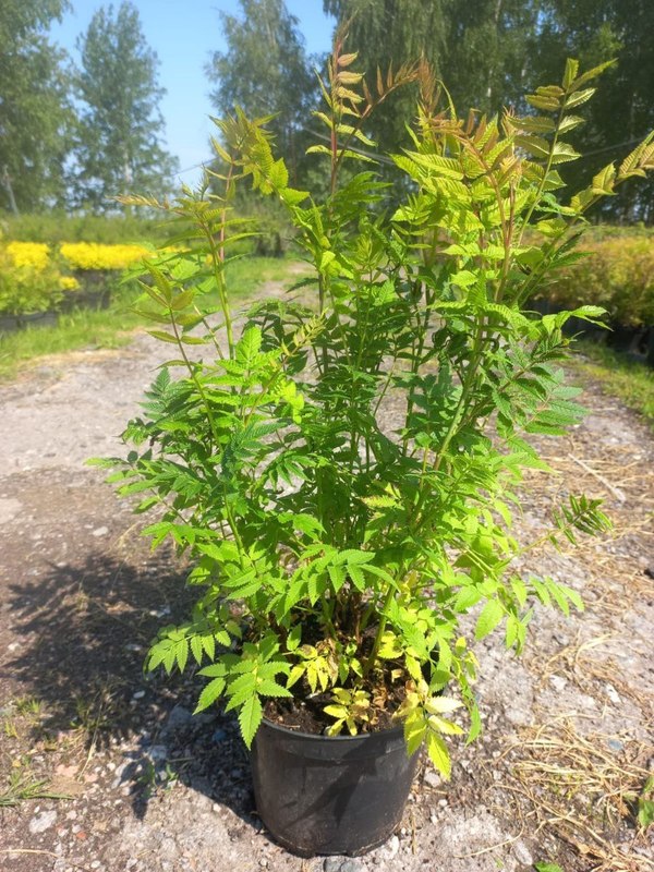 Рябинник рябинолистный Сорбария сорбифолия (Sorbaria sorbifolia)