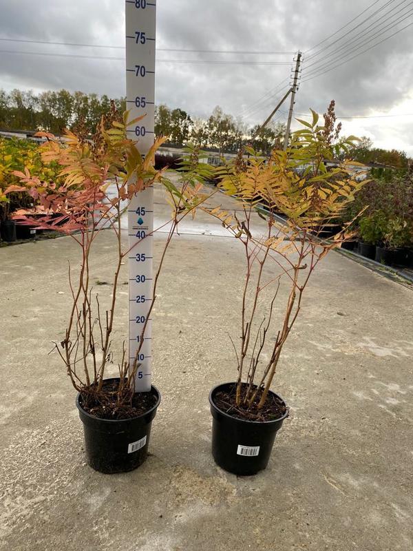 Рябинник рябинолистный Сорбария сорбифолия (Sorbaria sorbifolia)