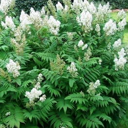 Рябинник рябинолистный Сорбария сорбифолия (Sorbaria sorbifolia)