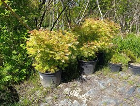 Рябинник рябинолистный Сорбария сорбифолия (Sorbaria sorbifolia)