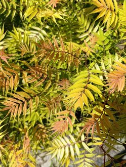 Рябинник рябинолистный Сорбария сорбифолия (Sorbaria sorbifolia)