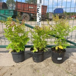 Рябинник рябинолистный Сорбария сорбифолия (Sorbaria sorbifolia)