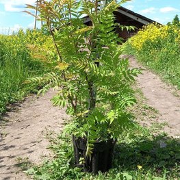 Рябинник рябинолистный Сорбария сорбифолия (Sorbaria sorbifolia)