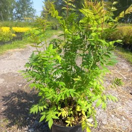 Рябинник рябинолистный Сорбария сорбифолия (Sorbaria sorbifolia)