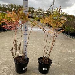 Рябинник рябинолистный Сорбария сорбифолия (Sorbaria sorbifolia)