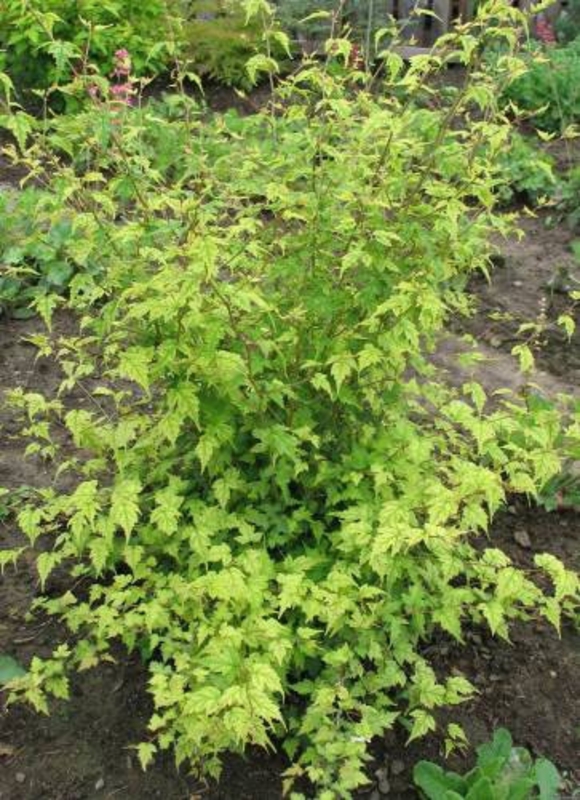 Стефанандра надрезанная Стефанандра инциза (Stephanandra incise)