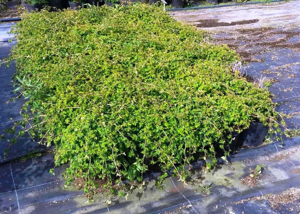 Стефанандра надрезаннолистная Криспа (Crispa)