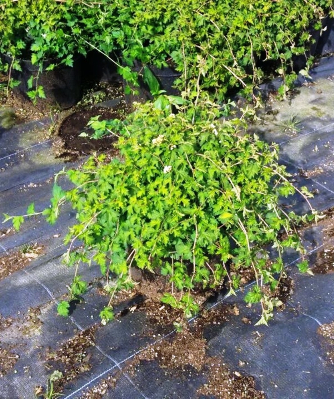 Стефанандра надрезаннолистная Криспа (Crispa)