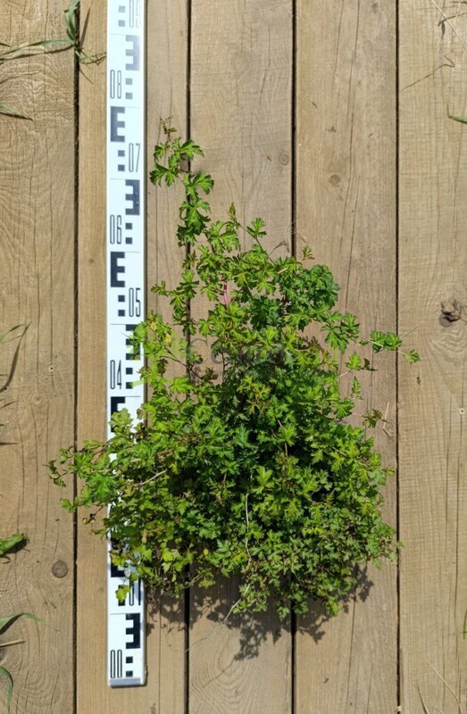 Стефанандра надрезаннолистная Криспа (Crispa)