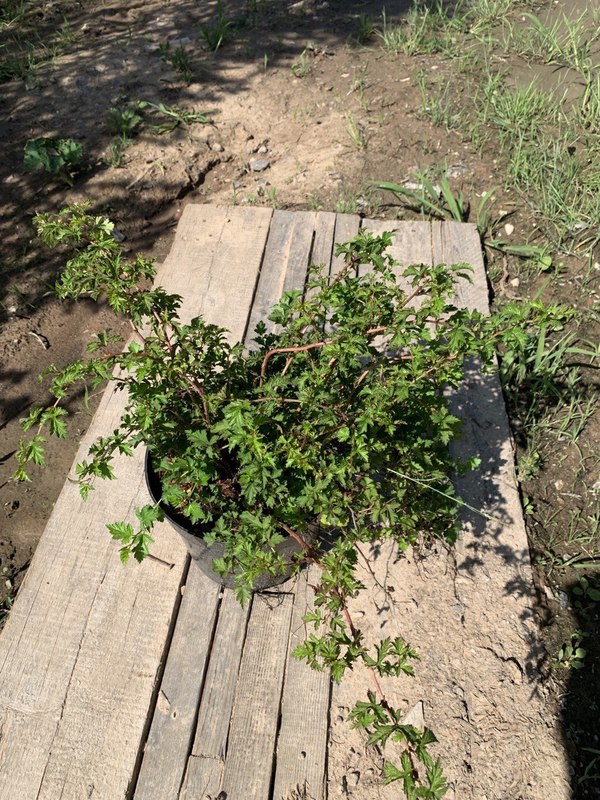 Стефанандра надрезаннолистная Криспа (Crispa)