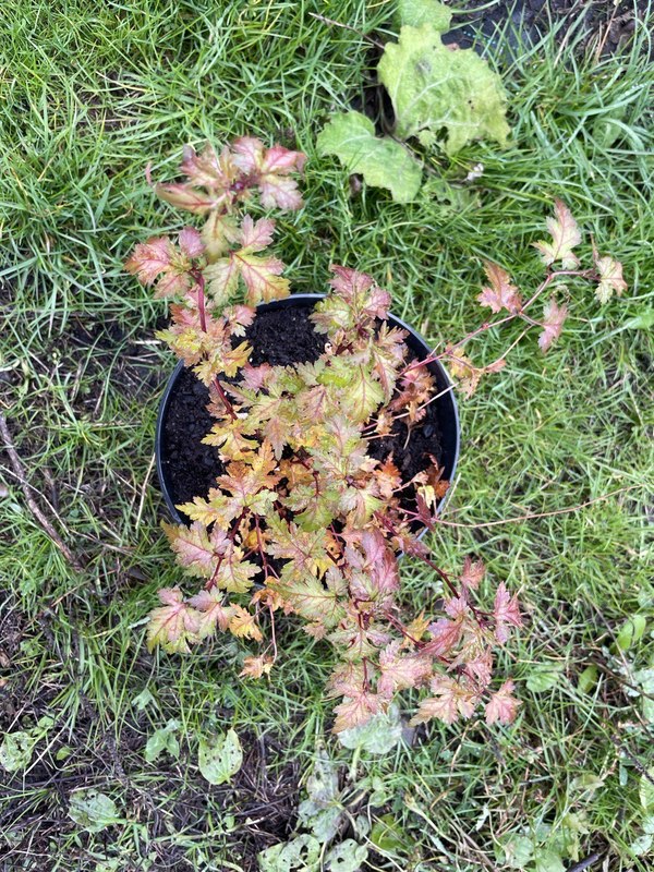 Стефанандра надрезаннолистная Криспа (Crispa)