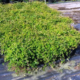 Стефанандра надрезаннолистная Криспа (Crispa)