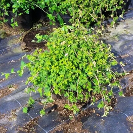 Стефанандра надрезаннолистная Криспа (Crispa)