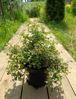 Стефанандра надрезаннолистная Криспа (Crispa)