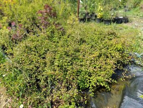 Стефанандра надрезаннолистная Криспа (Crispa)