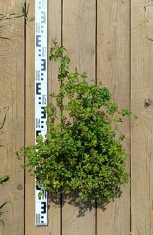 Стефанандра надрезаннолистная Криспа (Crispa)