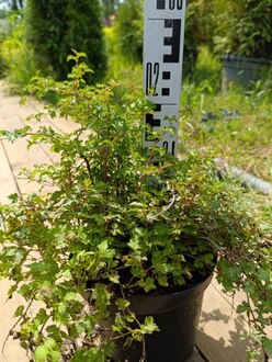 Стефанандра надрезаннолистная Криспа (Crispa)