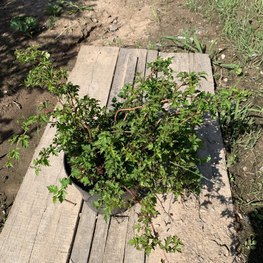 Стефанандра надрезаннолистная Криспа (Crispa)