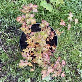 Стефанандра надрезаннолистная Криспа (Crispa)