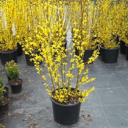 Форзиция промежуточная Линвуд Голд (Lynwood Gold)