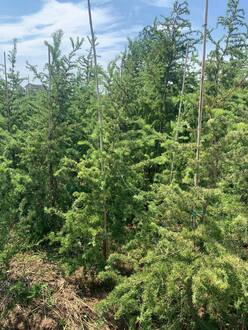 Лиственница японская Диана (Diana)