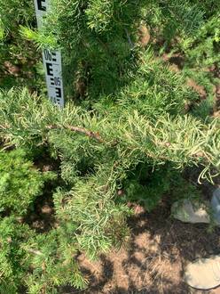 Лиственница японская Диана (Diana)