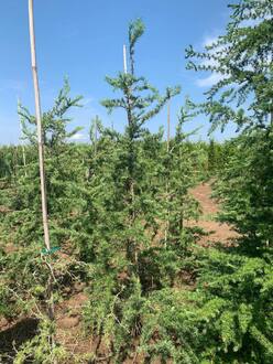 Лиственница японская Диана (Diana)