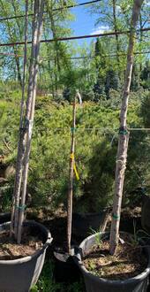 Лиственница японская Диана (Diana)