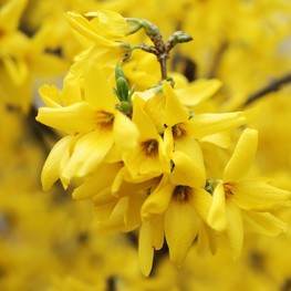 Форзиция средняя Голдзаубер (Goldzauber)