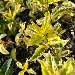 Форзиция средняя Голдзаубер (Goldzauber)