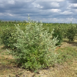 Лох узколистный Элеагнус (Elaegnus)