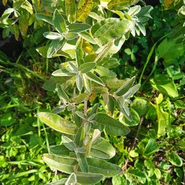 Лох узколистный Элеагнус (Elaegnus)