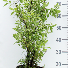 Лох серебристый Элеагнус (Elaeagnus)