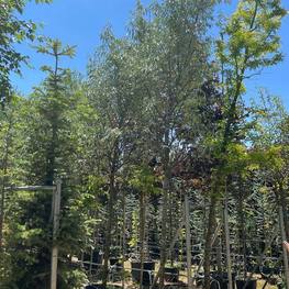 Лох серебристый Элеагнус (Elaeagnus)