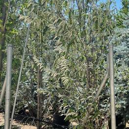 Лох серебристый Элеагнус (Elaeagnus)