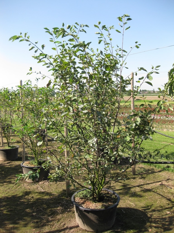 Ирга канадская Ламарки (Lamarckii)