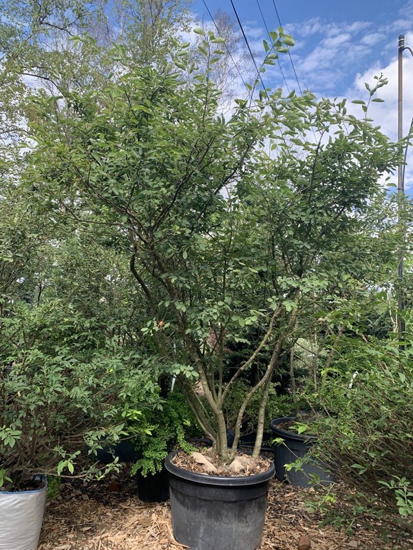 Ирга канадская Ламарки (Lamarckii)