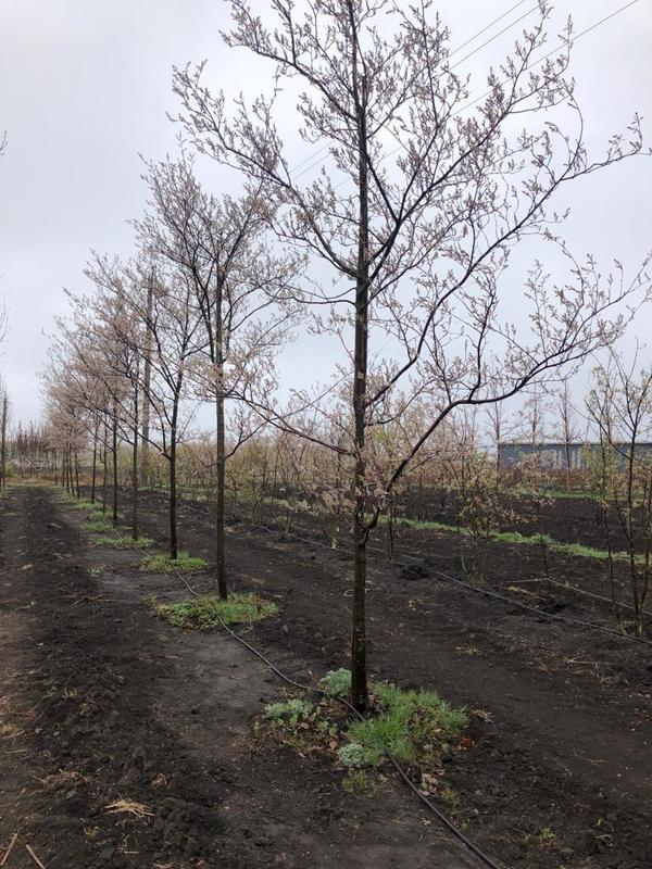 Ирга канадская Ламарки (Lamarckii)