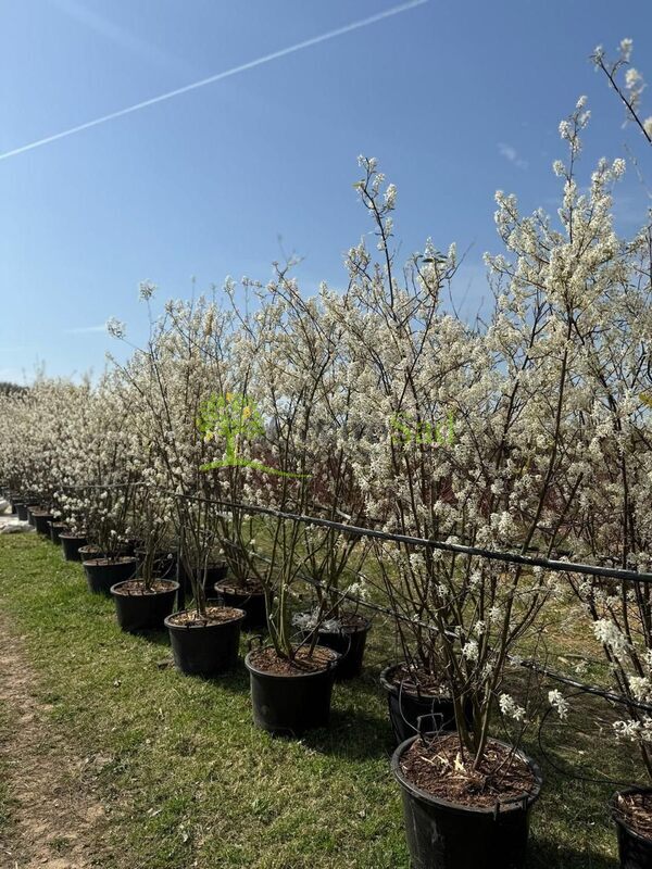 Ирга канадская Ламарки (Lamarckii)