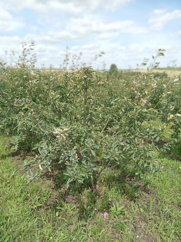 Ирга канадская Ламарки (Lamarckii)
