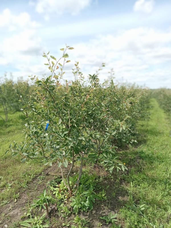 Ирга канадская Ламарки (Lamarckii)