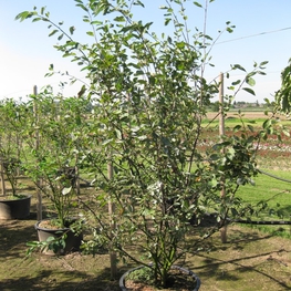 Ирга канадская Ламарки (Lamarckii)