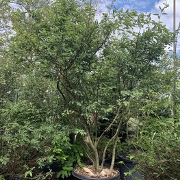 Ирга канадская Ламарки (Lamarckii)