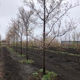 Ирга канадская Ламарки (Lamarckii)