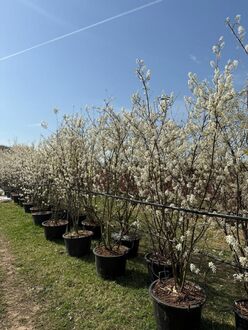 Ирга канадская Ламарки (Lamarckii)