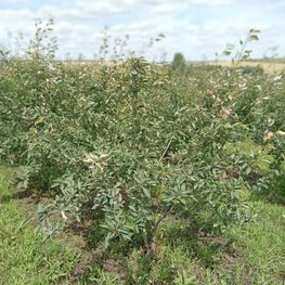 Ирга канадская Ламарки (Lamarckii)