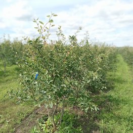 Ирга канадская Ламарки (Lamarckii)